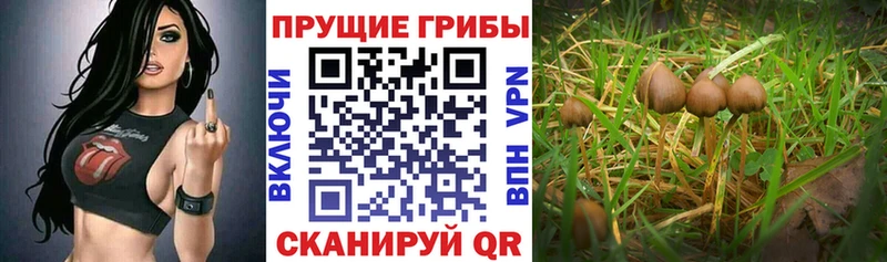 магазин продажи наркотиков  Межгорье  Псилоцибиновые грибы прущие грибы 